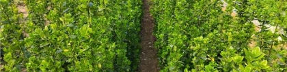 1.5米绿篱围墙植物北海道黄杨