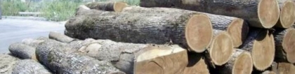 橡胶木是橡木吗：橡木和橡胶木有什么区别？橡胶木是实木吗？